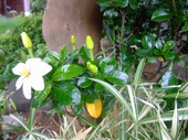 2009_0614071003tonai0009_2