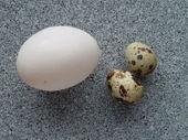 Eggs