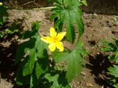 2009_0621071003tonai0019