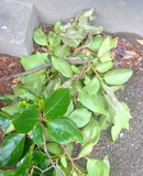2009_0621071003tonai0031