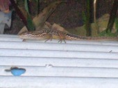2009_0621071003tonai0032