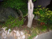 2009_0621071003tonai0037