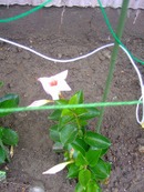 2009_0622071003tonai0011