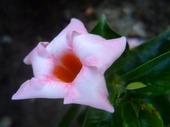 2009_0626071003tonai0009