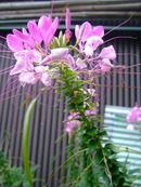2009_0911071003tonai0019