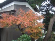 2009_1121071003tonai0005