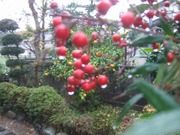 2009_1121071003tonai0008