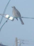 2010_0119071003tonai0031