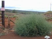 Salsola_tragus