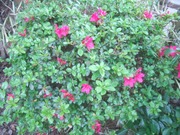 2010_0505071003tonai0010