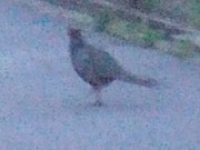 2010_0505071003tonai0012