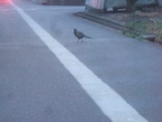 2010_0505071003tonai0013