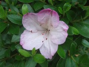 2010_0531071003tonai0017_2 2010_0531071003tonai0017_2