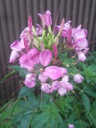 2010_1019071003tonai0053