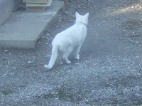 2010_1203071003tonai0012