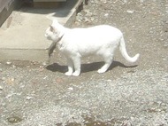 2011_0412071003tonai0026