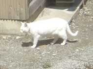 2011_0412071003tonai0028