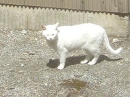 2011_0412071003tonai0029