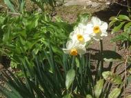 2011_0418071003tonai0015