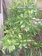 2011_0505071003tonai0057