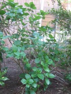 2011_0505071003tonai0059