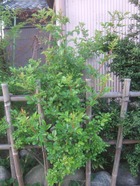 2011_0505071003tonai0065