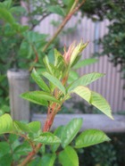 2011_0505071003tonai0066