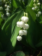 2011_0516071003tonai0036