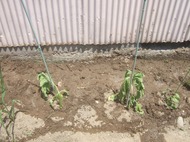 2011_0520071003tonai0027