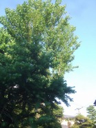 2011_0520071003tonai0034