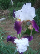 2011_0521071003tonai0024