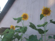 2011_0722071003tonai0052