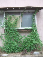 2011_0722071003tonai0065