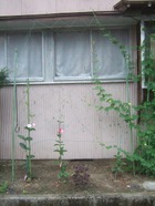 2011_0722071003tonai0066_2