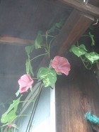 2011_0722071003tonai0068