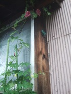 2011_0722071003tonai0069