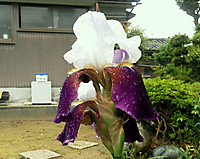 Img_20120525_16410611