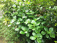 Img_20120525_1645141