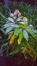 1524909960889269 1524909960889269