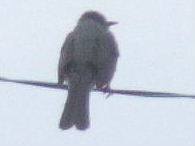 2009_0116071003tonai0034