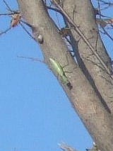 2010_1203071003tonai0015