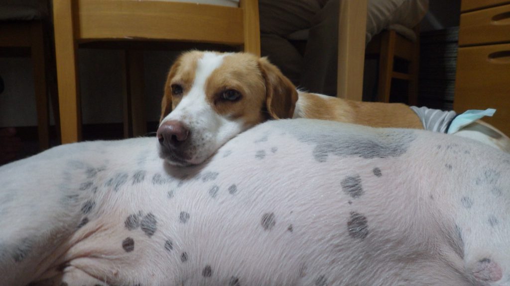 腹枕 ビータヌママの保護犬との毎日