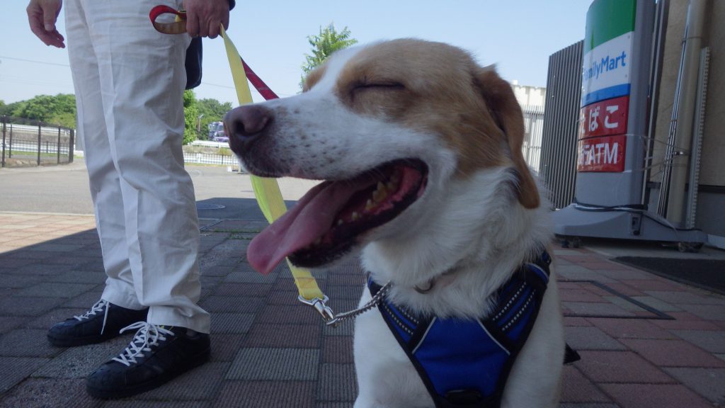 タッチのお見合い ビータヌママの保護犬との毎日