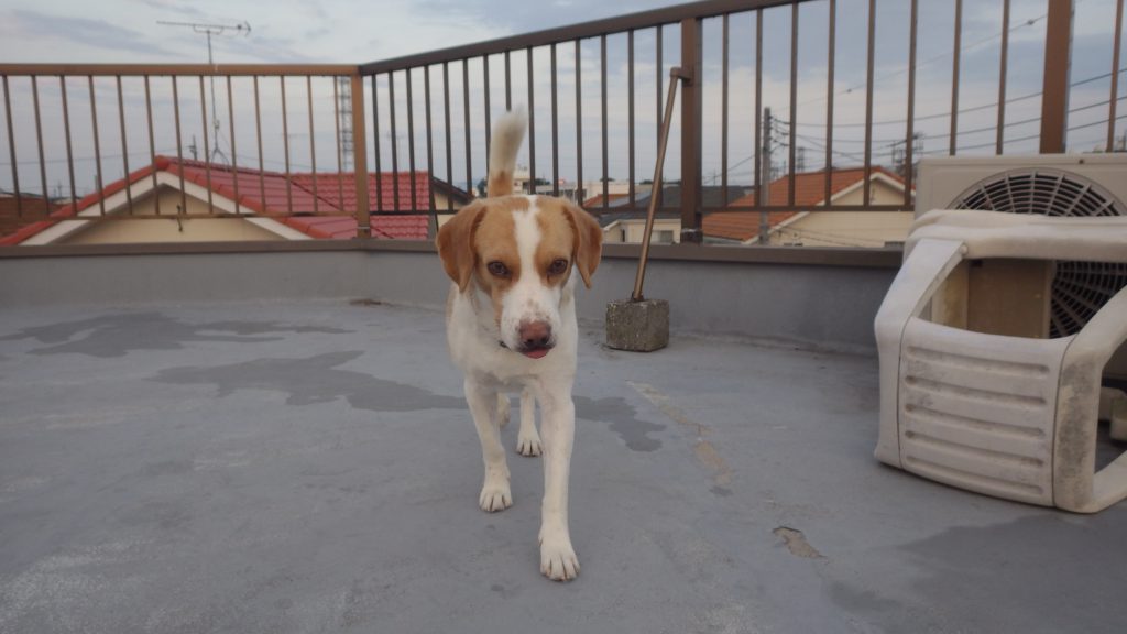 タッチ里親募集中です ビータヌママの保護犬との毎日