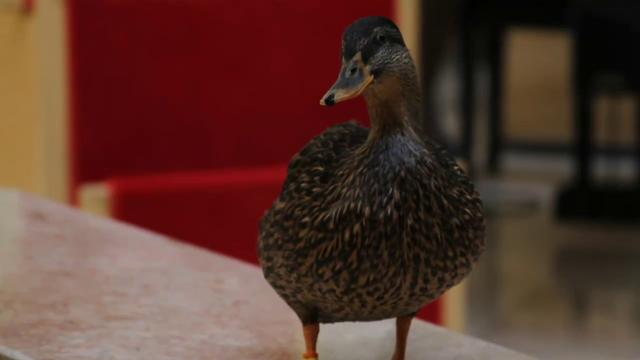 TIDES: Oligonucleotide and Peptide®.