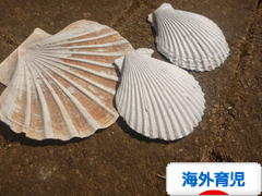 にほんブログ村 子育てブログ 海外育児へ