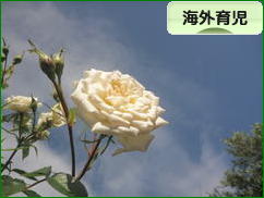 にほんブログ村 子育てブログ 海外育児へ