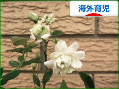 にほんブログ村 子育てブログ 海外育児へ