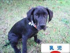 にほんブログ村 子育てブログ 乳児育児へ