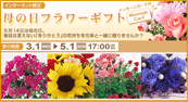 ニッセン　母の日